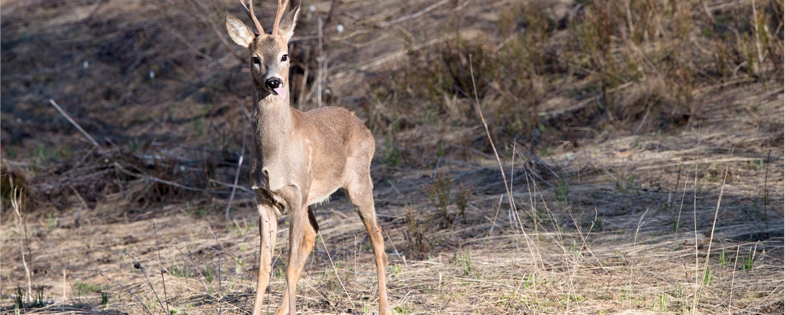 01 Percorso Montalto Ligure - Desteglio - I Campi - Monte Pallarea